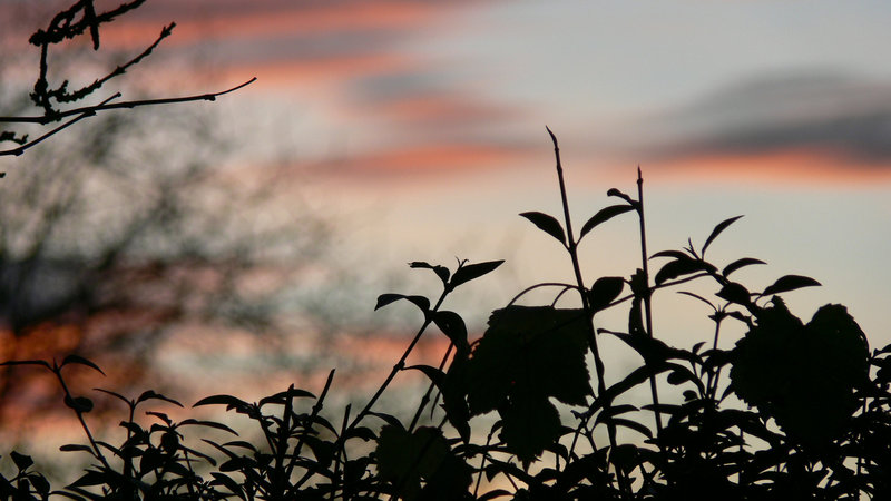 Abendschatten