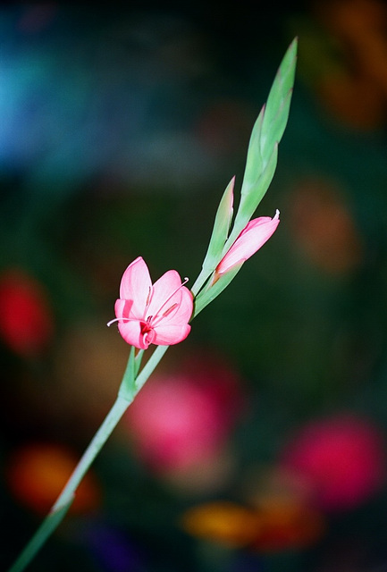 Schizostylis coccinea