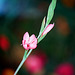 Schizostylis coccinea