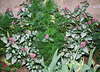 Lamium maculatum