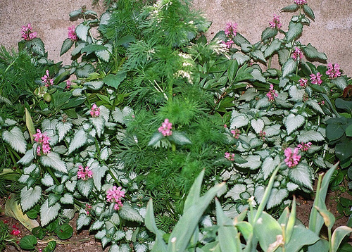 Lamium maculatum