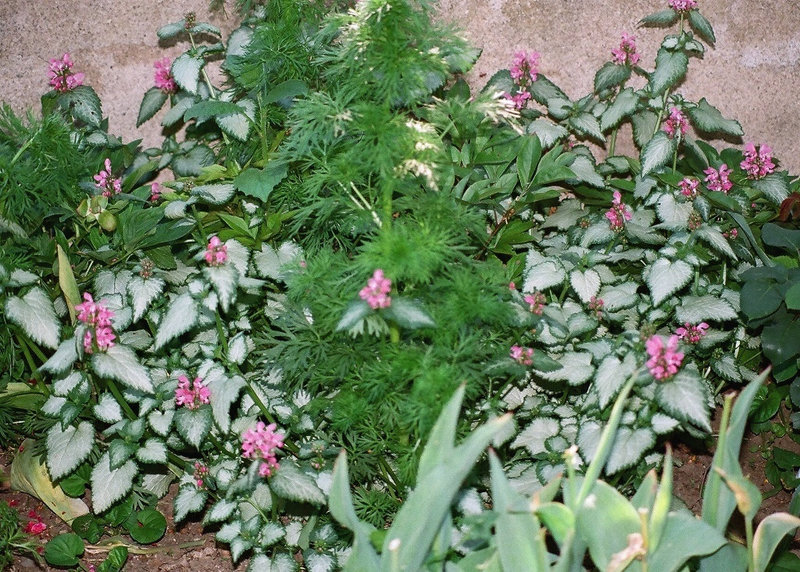 Lamium maculatum