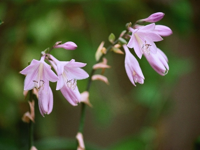 Hosta Liberty