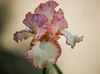 Iris barbu Pink confetti