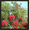 The framing of the bougainvilleas..