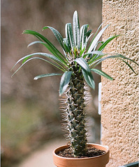 Pachypodium lameyrii