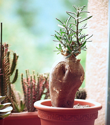 Pachypodium succulentum