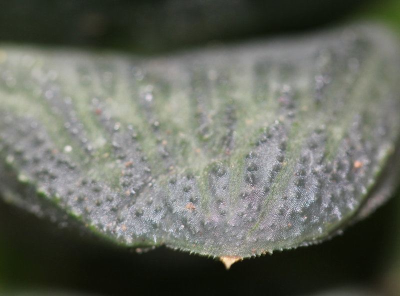 Haworthia de Corto (3)