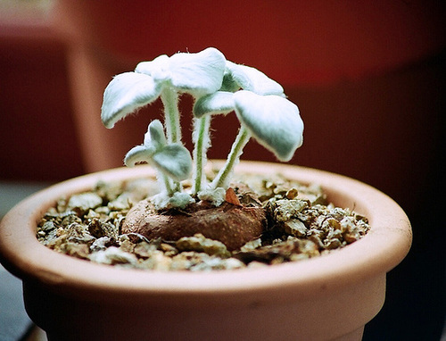 Sinningia leucotricha