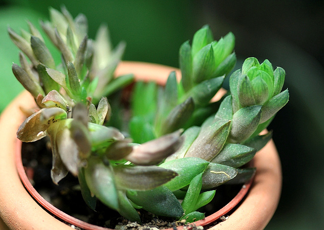 Haworthia cymbiformis v. ramosa