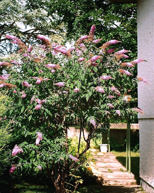 Buddleja