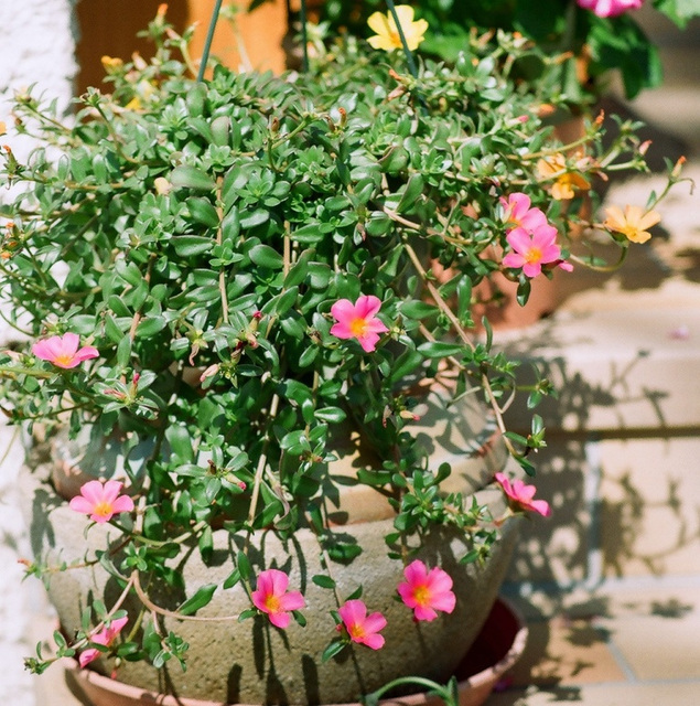 portulacaria oleracea