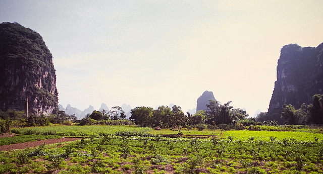 Gardens and rocks