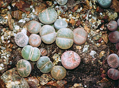 Lithops lesliei luteo viridis