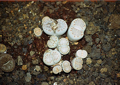 Lithops julii