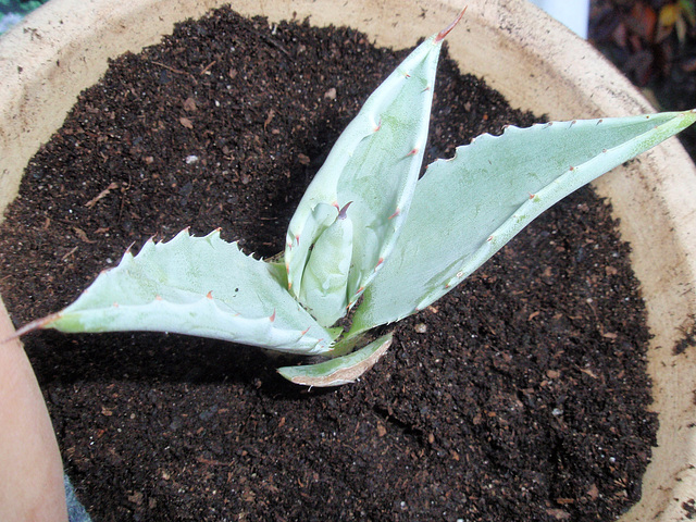 agave americana PB070043