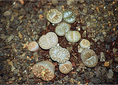 Lithops bromfieldii