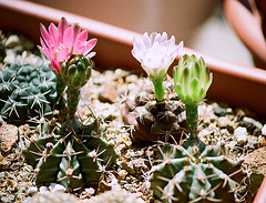 gymnocalycium friedrichii (rose)et damsii (blanc) et mihanovichii, jaune-vert