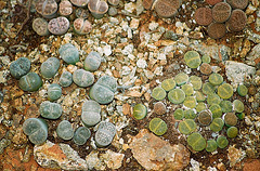 lithops