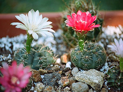 Gymnocalycium baldianum hybrides