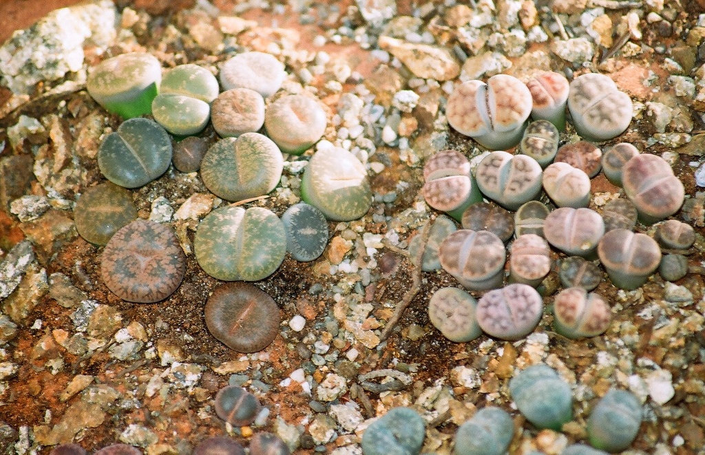 lithops