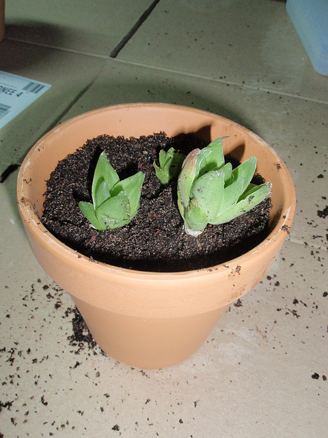 haworthia cooperi P1250004
