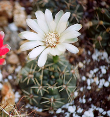 Gymnocalycium baldianum blanc