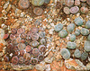 lithops