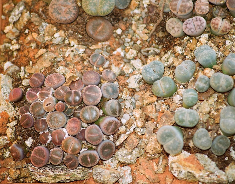 lithops