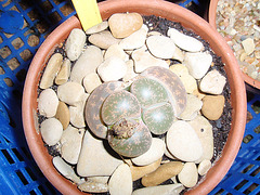 lithops PC050263