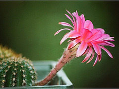 Echinopsis hybride