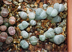 Lithops marmorata