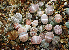 Lithops schwantesi