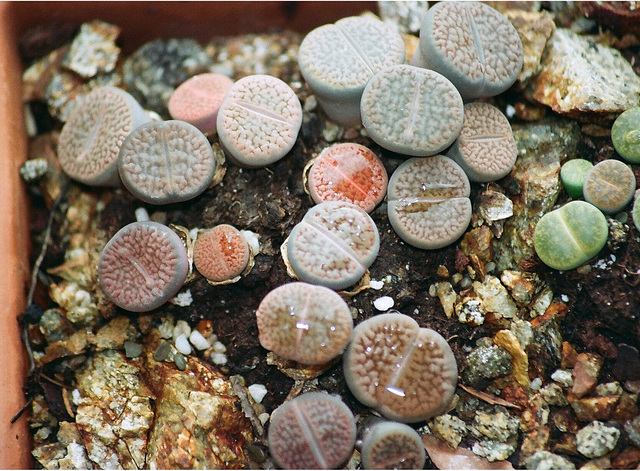 Lithops hookeri