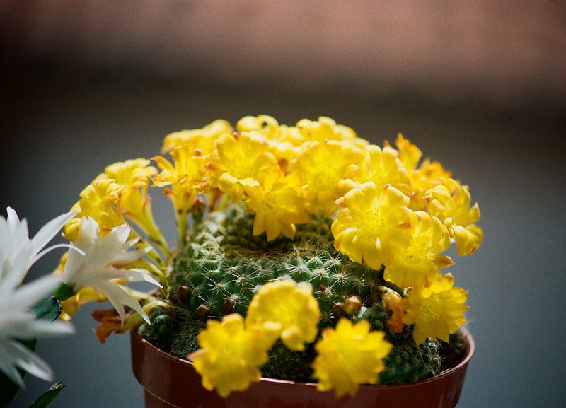 Rebutia marsoneri