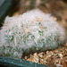 Mammillaria bocasana cristata