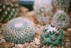 mammillaria et coryphanta bumamma