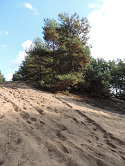 Märkische Idylle - Kiefern und Sand