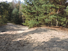 Märkische Idylle - Kiefern und Sand