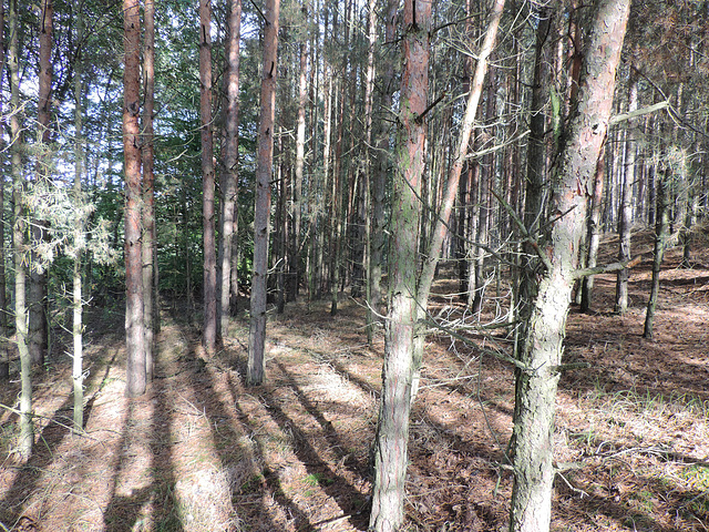 Kiefernwald am Heegesee