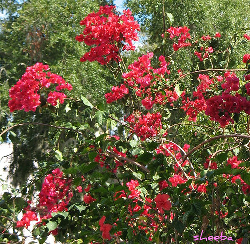 Bougainvilleas....