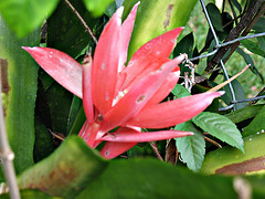 Red bromeliad bloom..