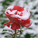 Rose en neige