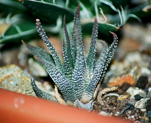 Haworthia kuentzii