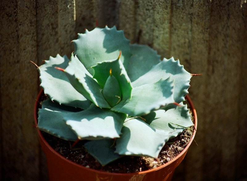 Agave potatorum