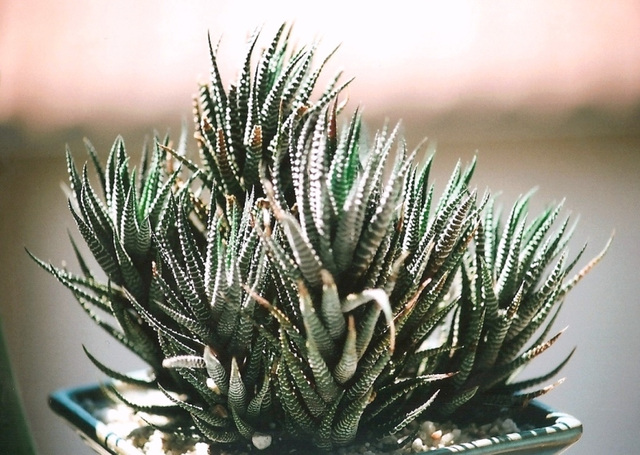 Haworthia attenuata coespitosa