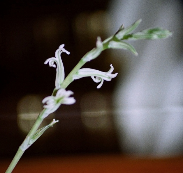 Haworthia cymbiformis- floraison