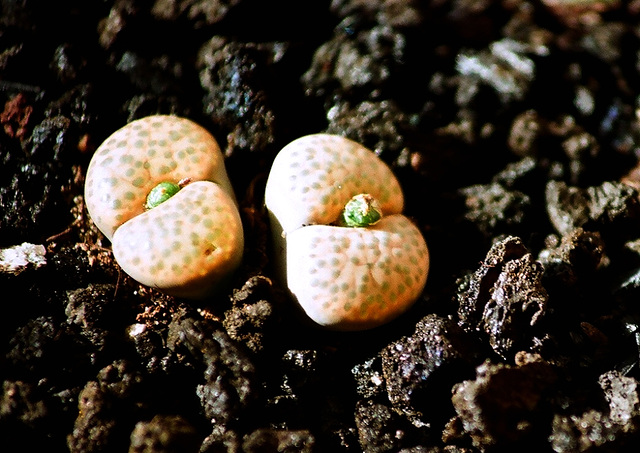 Lithops fulviceps fulviceps