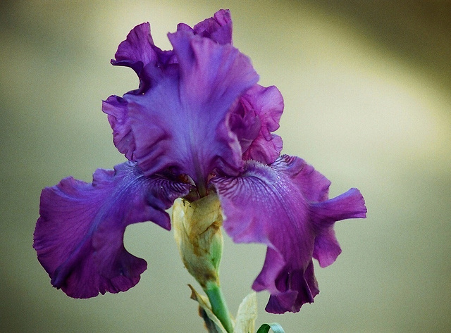 Iris Master Touch