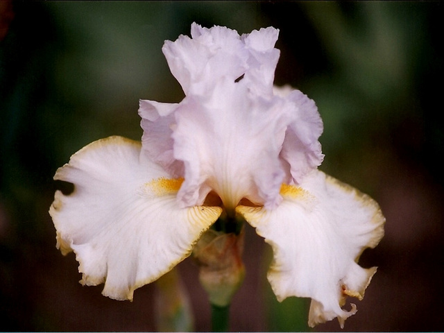 Iris Chartreuse Ruffle